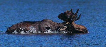 In the Forks area, a moose is swimming in the water.