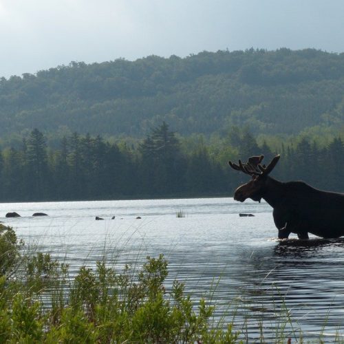 Moose and Wildlife Tours