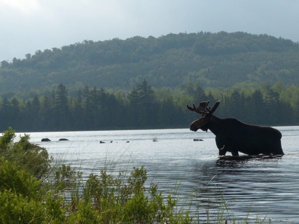Northwoods Outfitters